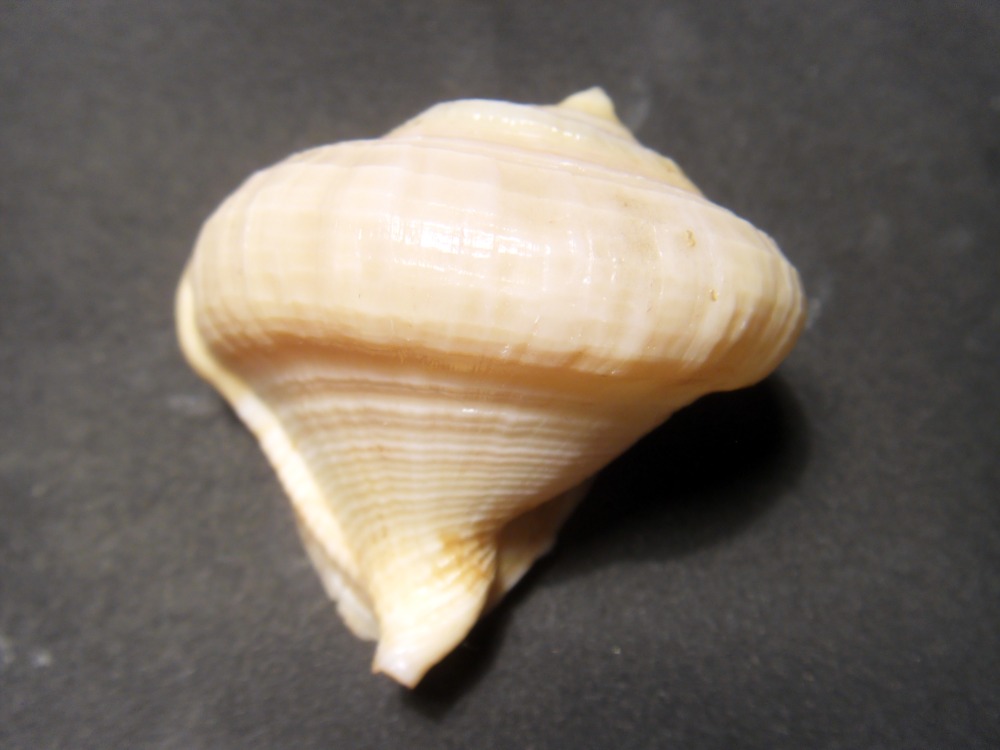 conferma Galeodea rugosa freak